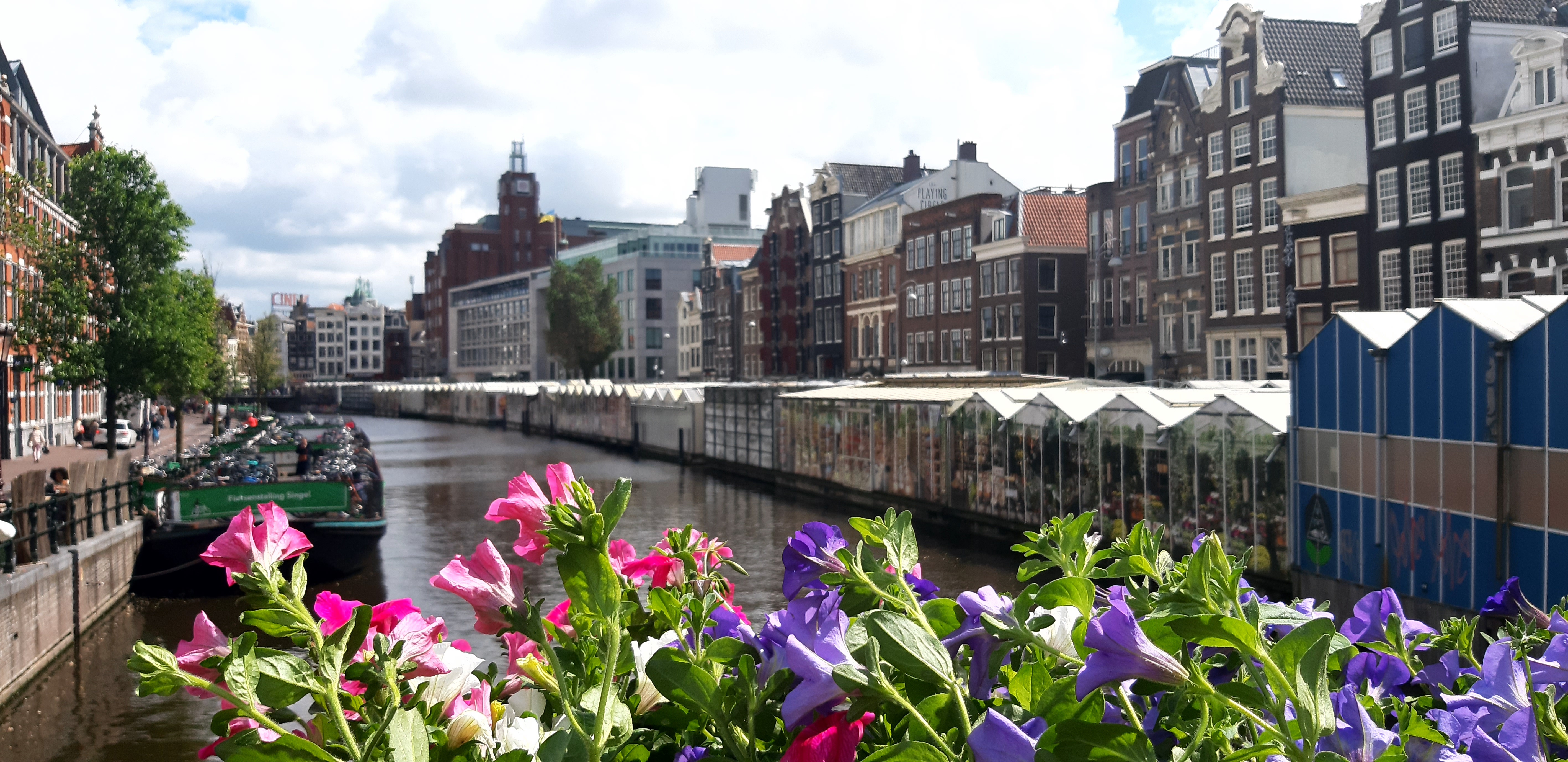 The Bloemenmarkt, Amsterdam's unique floating flower market, showcasing a vibrant array of tulips, flowers, and plants on barges.