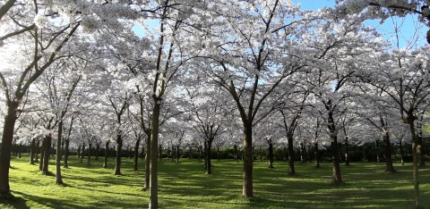 Embracing Beauty: Exploring Amsterdam's Cherry Blossom Paradise in the Heart of Amsterdamse Bos