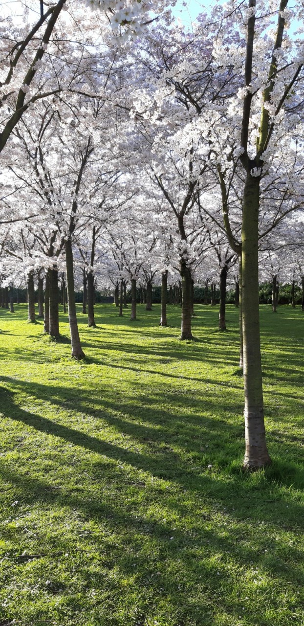 Cherry Blossom Park in Amsterdam (Amsterdamse Bos) Blog