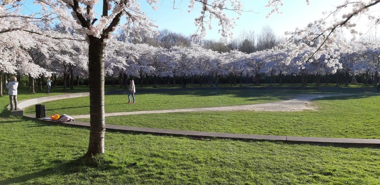 Cherry Blossom Park in Amsterdam (Amsterdamse Bos) Blog