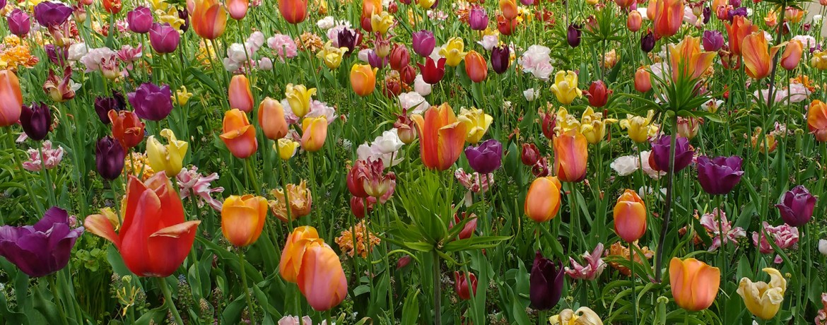 Tour accessibile parco Keukenhof